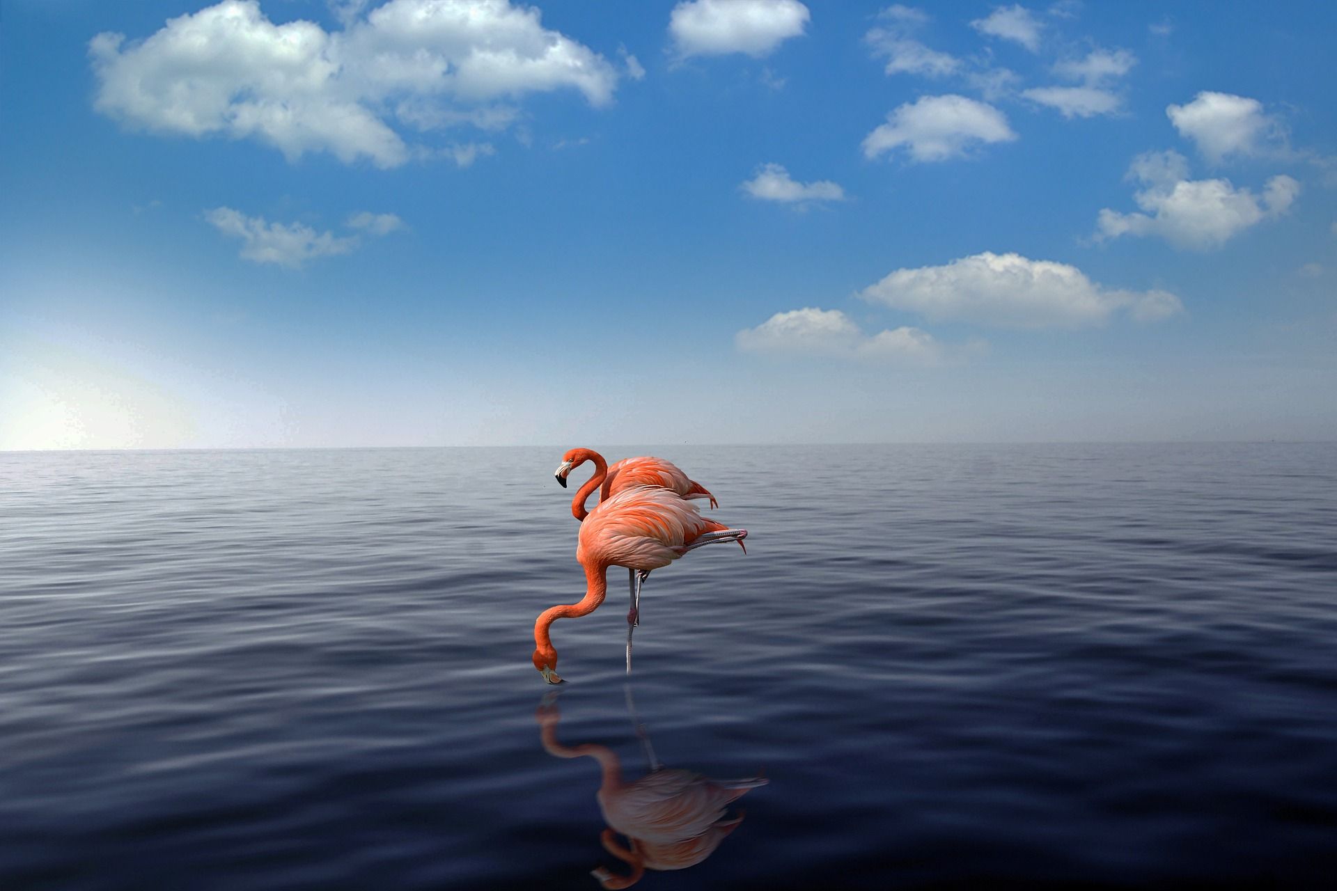 Picture of flamingos